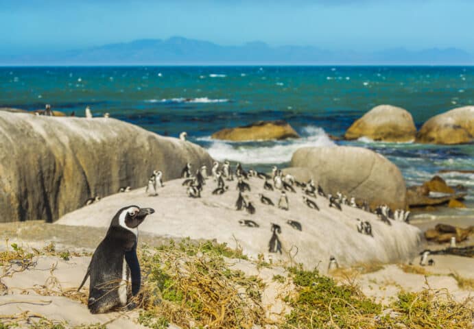 Colony of african penguins on rocky beach in South Africa