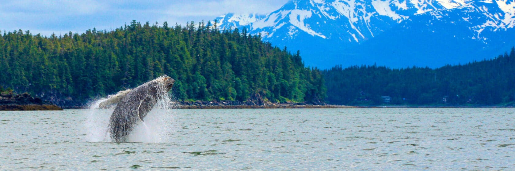 Humpback Whale fully breaching in Alaska.