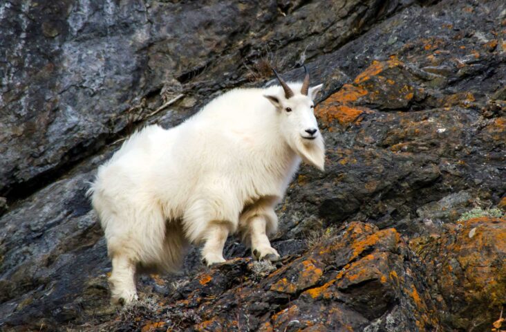 A mountain goat.