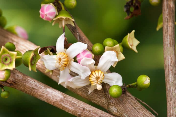 A flower in the Amazon.