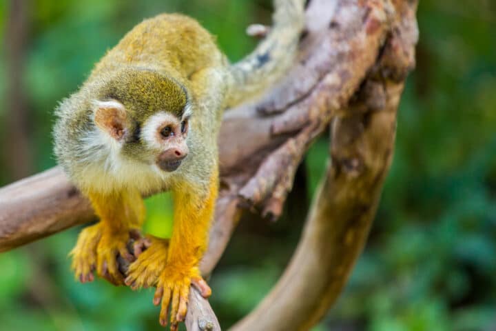 A squirrel monkey on a tree.