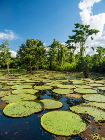 Water lilies in the Amazon.