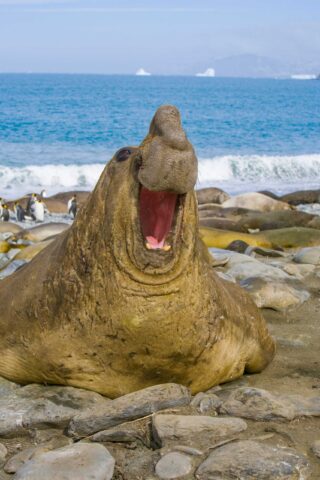 An elephant seal.