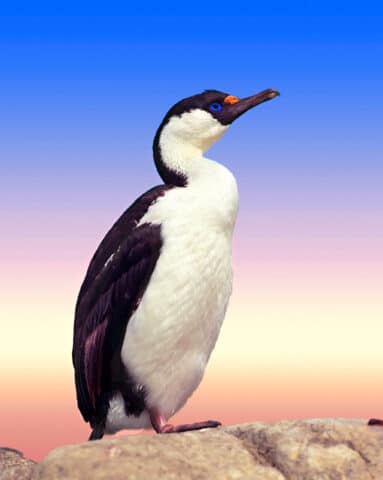 Blue-eyed cormorant on the stone in Antarctica.