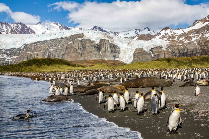 King Penguins in Gold Harbor.