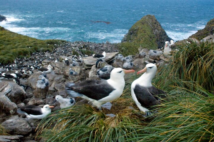 Wildlife in Antartica.