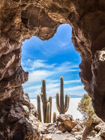 Cactus in a desert in Bolivia.