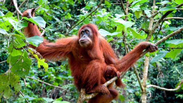 A monkey climbing a tree.