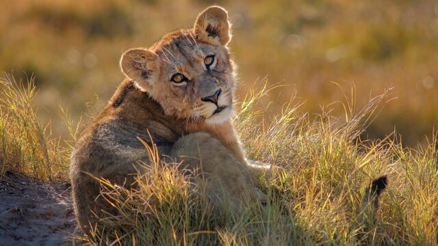 A lion in Botswana