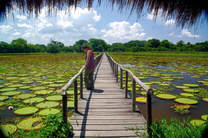 A bridge over a pond with water lilies.