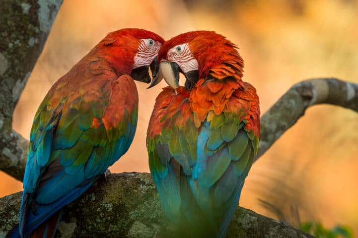 Two parrots.