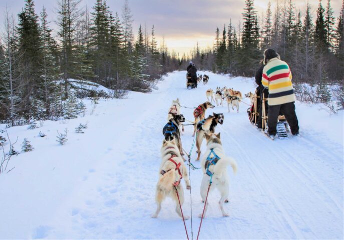 Huskies pulling sleds.