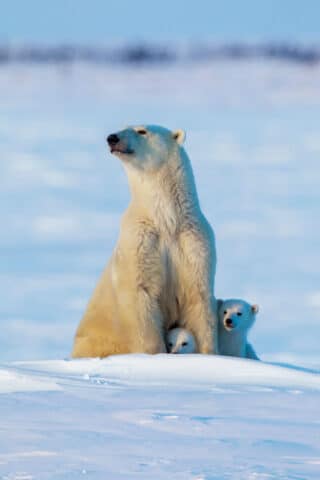 A polar bear and two cubs.