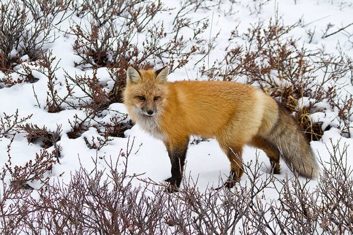 A red fox.