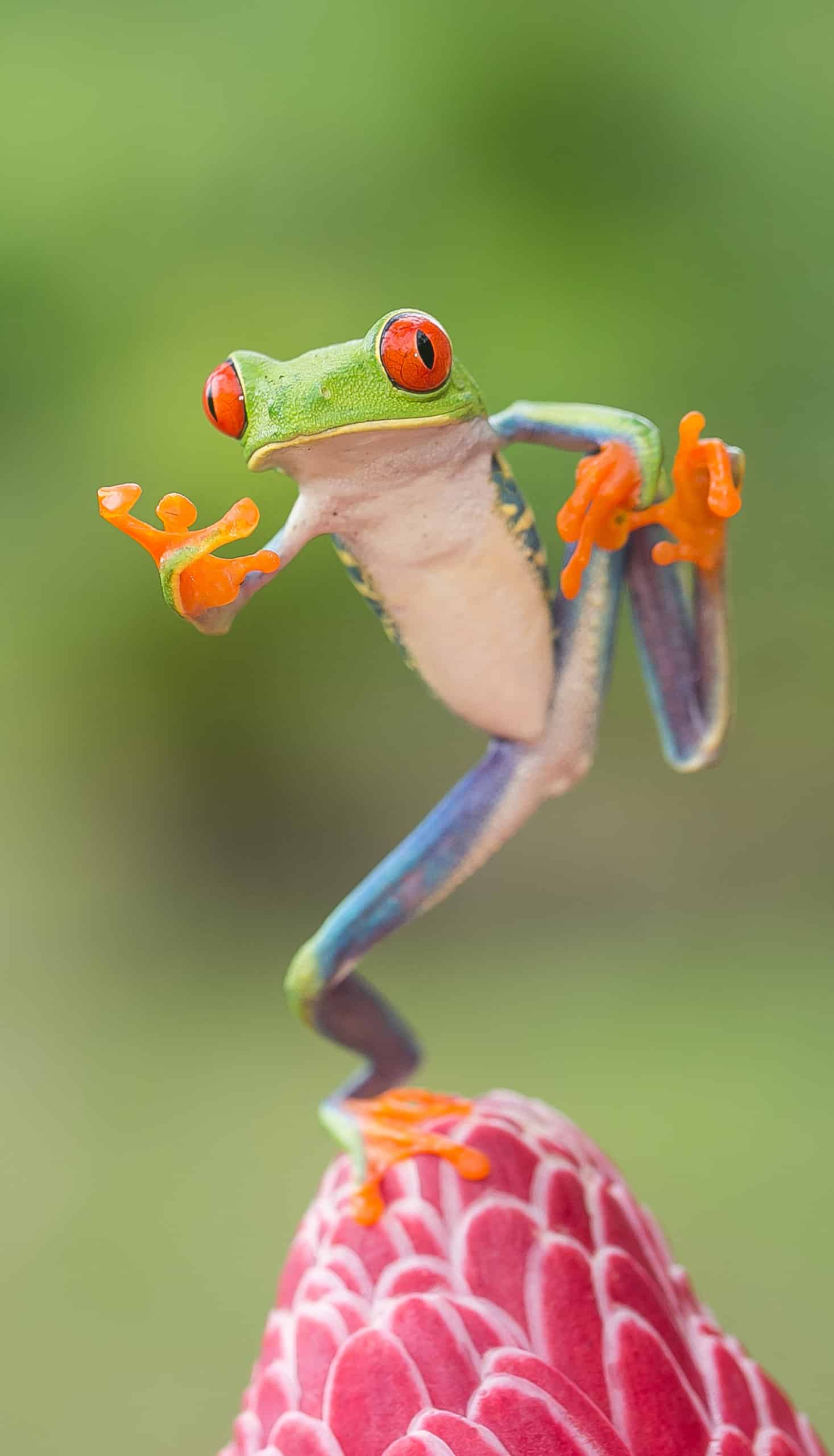 A tree frog in Costa Rica.