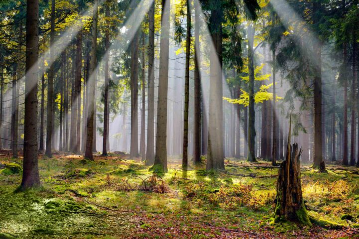 A forest in Czech Republic.