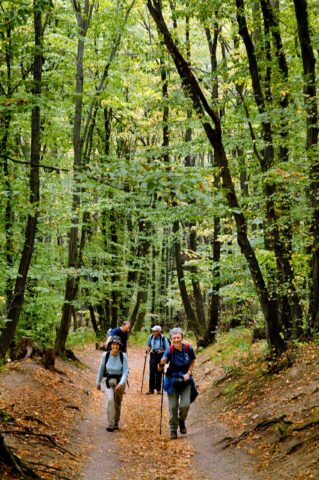 Palava woods in Czech Republic.