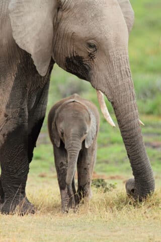 African elephant with calf