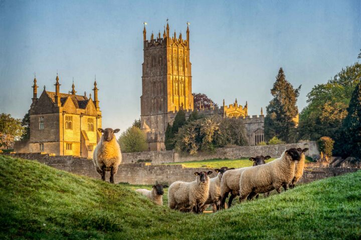 Cotswold sheep near Chipping Campden in Gloucestershire.