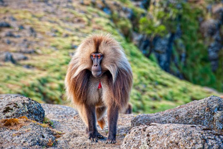 A baboon.