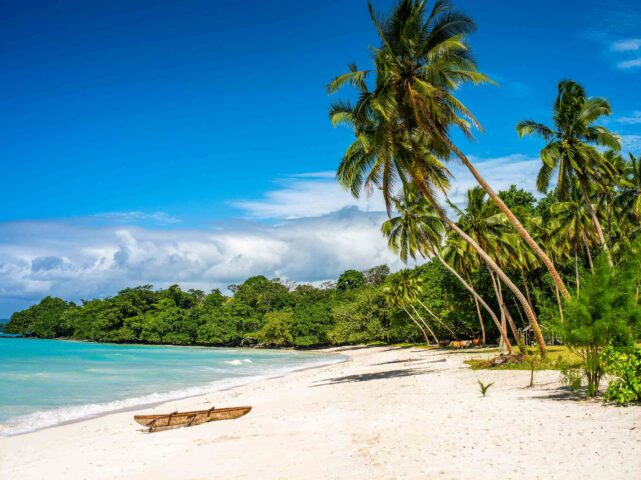 A beach with palm trees.