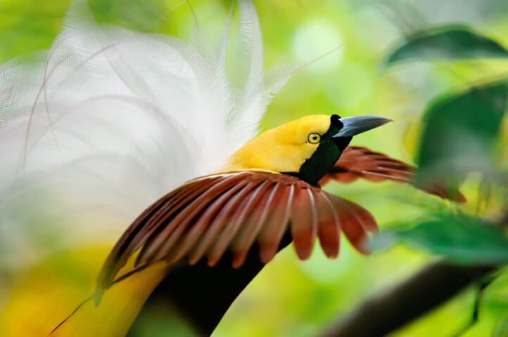 A yellow bird.