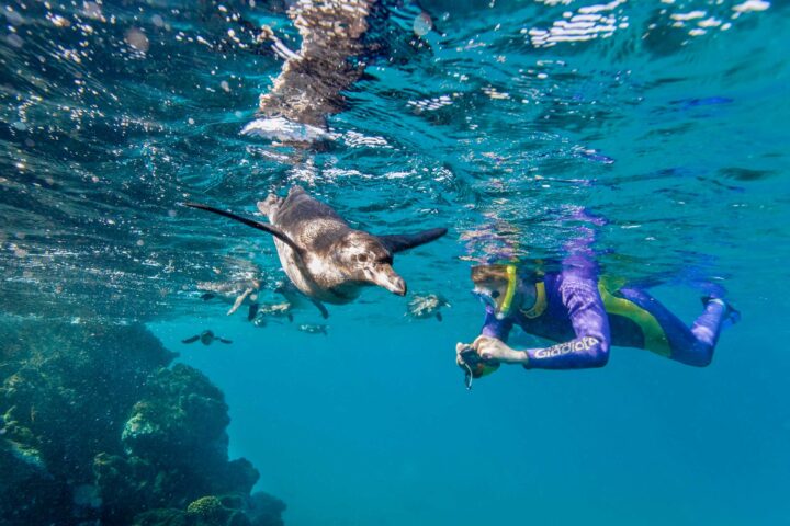 A scuba diver and a penguin underwater.