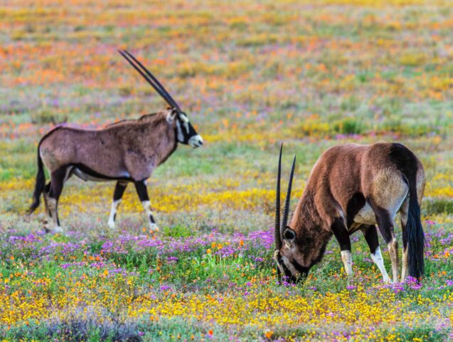 Gemsbok grazing in a field of flowers in Namibia.