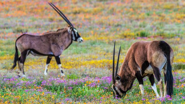 Gemsbok grazing in a field of flowers in Namibia.