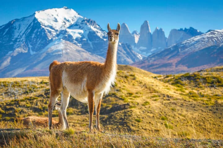 Guanaco in National Park Torres del Paine, Patagonia, Chile