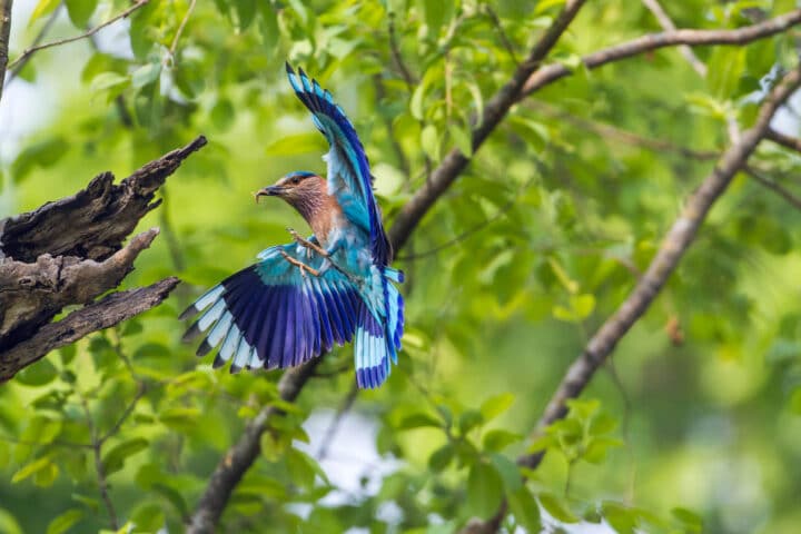 A blue bird in the Himalayas.