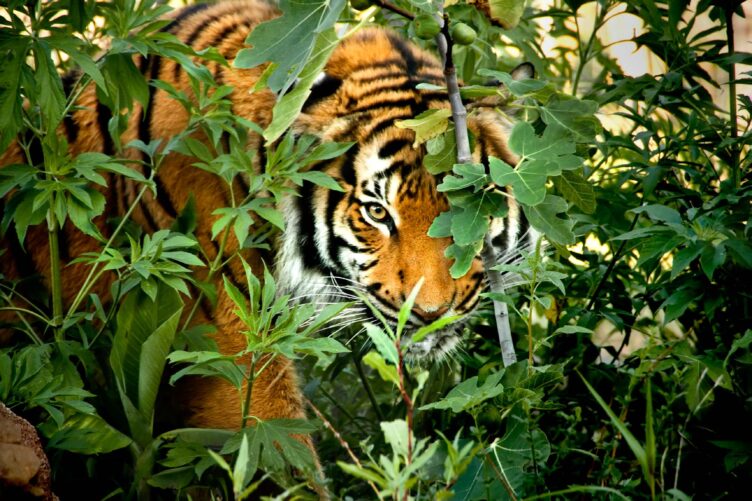 A Malayan tiger.