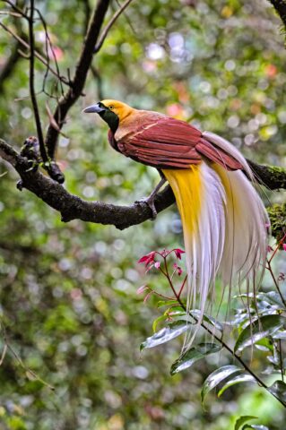 A bird on a tree.