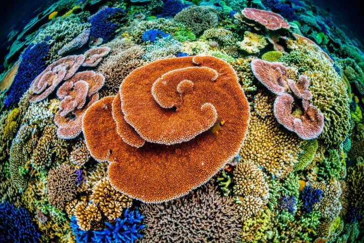 A coral reef.