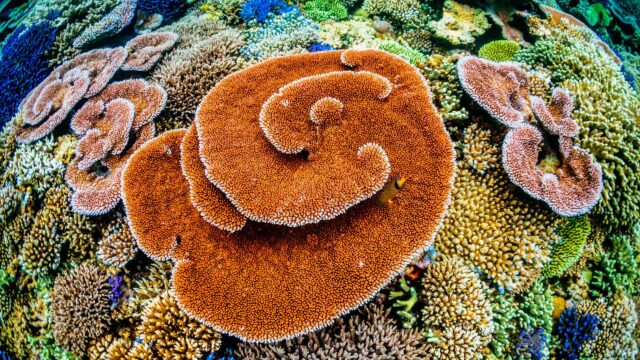 A coral reef in Indonesia.