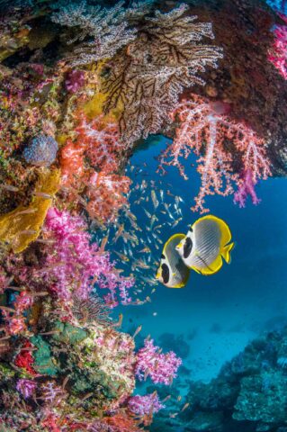 Two fish alongside a coral reef.