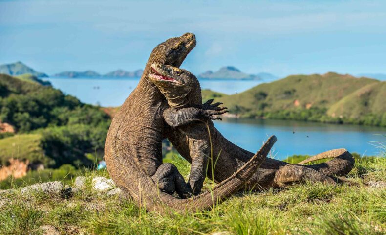 Two komodo dragons fighting.