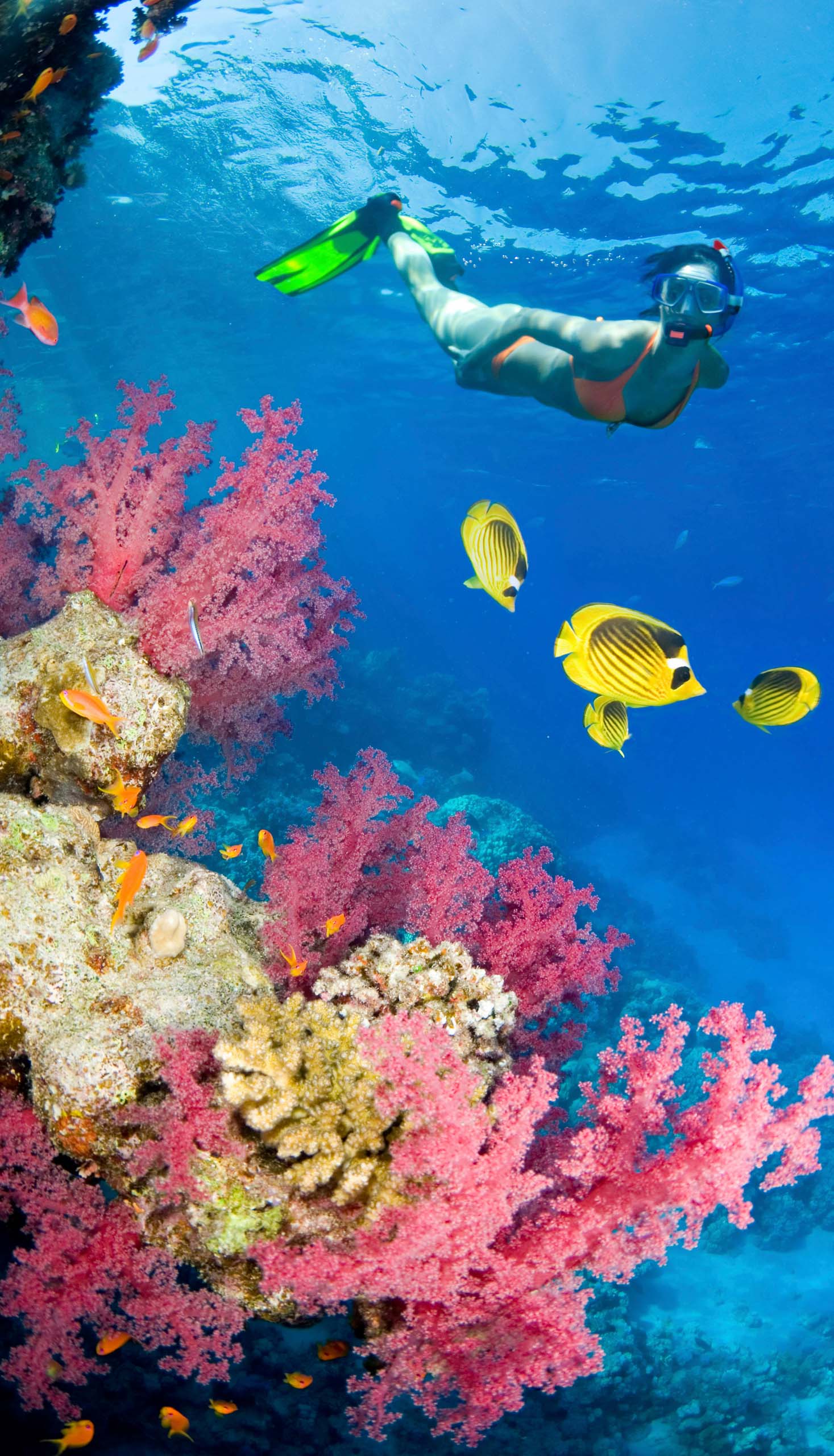 A person snorkeling by a coral reef.