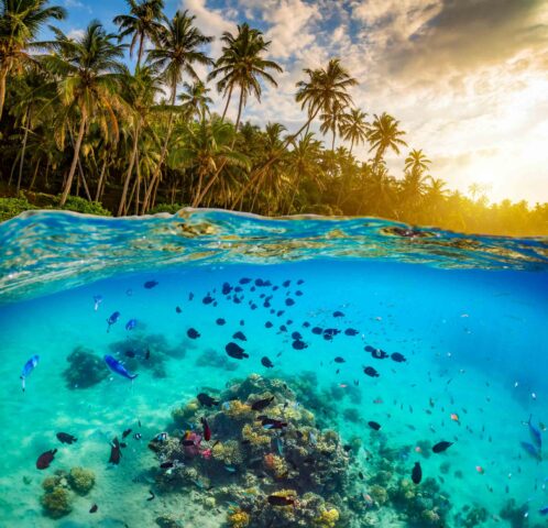 Palm trees on a beach in Indonesia.