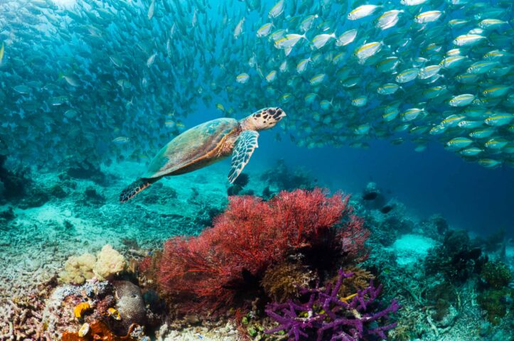 A sea turtle surrounded by a school of fish.