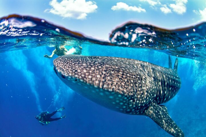 A whale shark.