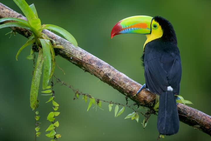 Keel-Billed Toucan