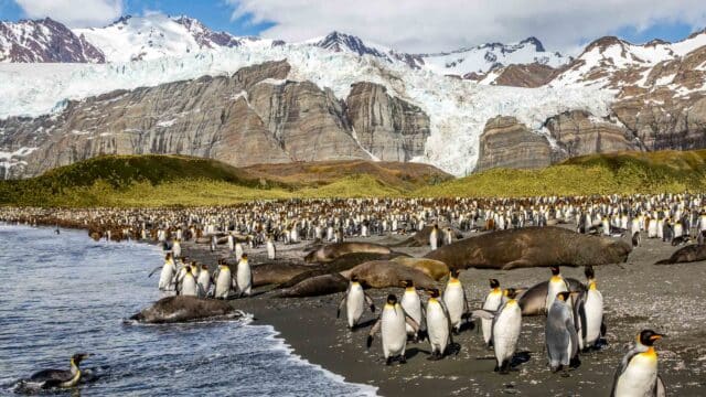 King Penguins.