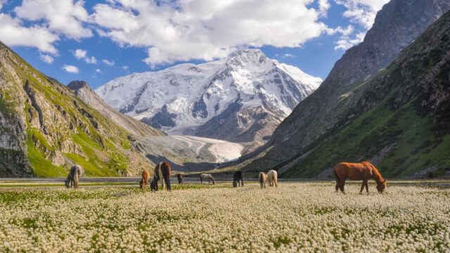 Horses grazing in a meadow in Kyrgyzstan.