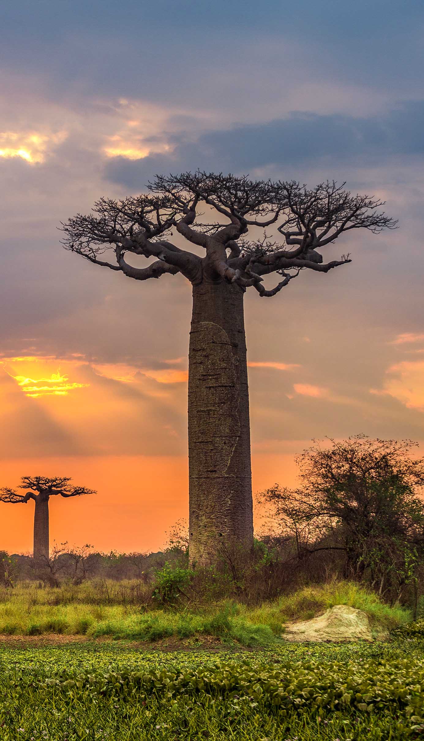 Sunset over Alley of the baobabs, Madagascar.