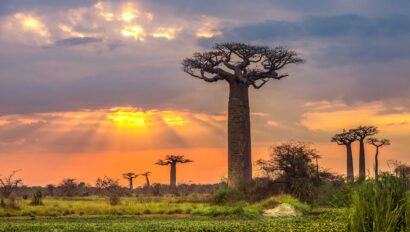 Baobabs.