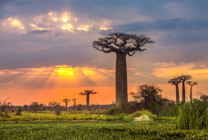 Baobabs.