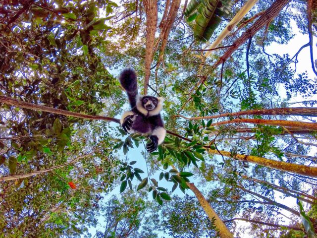 A lemur.