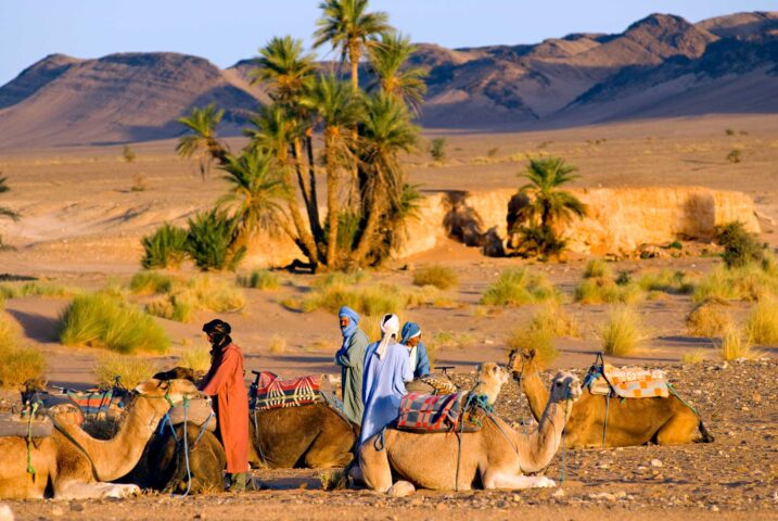 Camels resting.