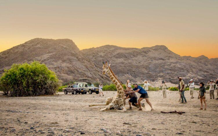 A group of people helping a giraffe.